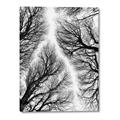 Picture of Web of Trees _GroupedProduct_Rectangle_Portrait_Photography _GroupedProduct_Rectangle_Portrait_Canvas_