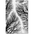 Picture of Web of Trees _GroupedProduct_Rectangle_Portrait_Photography _GroupedProduct_Rectangle_Portrait_Canvas_