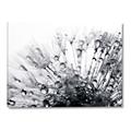 Picture of Dandilion bliss _GroupedProduct_Rectangle_Landscape_Photography _GroupedProduct_Rectangle_Landscape_Canvas_