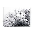 Picture of Dandilion bliss _GroupedProduct_Rectangle_Landscape_Photography _GroupedProduct_Rectangle_Landscape_Canvas_