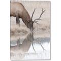 Picture of Elk in the Wild _GroupedProduct_Rectangle_Portrait_Photography _GroupedProduct_Rectangle_Portrait_Canvas_