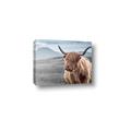 Picture of Furry highland cow _GroupedProduct_Rectangle_Landscape_Photography _GroupedProduct_Rectangle_Landscape_Canvas_