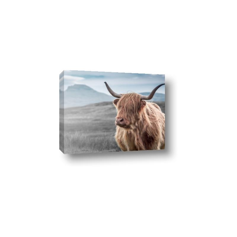 Picture of Furry highland cow _GroupedProduct_Rectangle_Landscape_Photography _GroupedProduct_Rectangle_Landscape_Canvas_