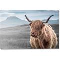 Picture of Furry highland cow _GroupedProduct_Rectangle_Landscape_Photography _GroupedProduct_Rectangle_Landscape_Canvas_
