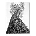 Picture of The Tree _GroupedProduct_Rectangle_Portrait_Photography _GroupedProduct_Rectangle_Portrait_Canvas_