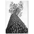 Picture of The Tree _GroupedProduct_Rectangle_Portrait_Photography _GroupedProduct_Rectangle_Portrait_Canvas_