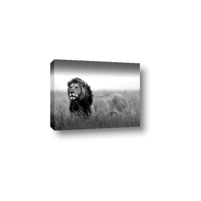 Picture of The Lion King _GroupedProduct_Rectangle_Landscape_Photography _GroupedProduct_Rectangle_Landscape_Canvas_