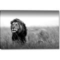 Picture of The Lion King _GroupedProduct_Rectangle_Landscape_Photography _GroupedProduct_Rectangle_Landscape_Canvas_