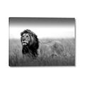 Picture of The Lion King _GroupedProduct_Rectangle_Landscape_Photography _GroupedProduct_Rectangle_Landscape_Canvas_