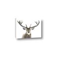 Picture of Deer Antler _GroupedProduct_Rectangle_Landscape_Photography _GroupedProduct_Rectangle_Landscape_Canvas_