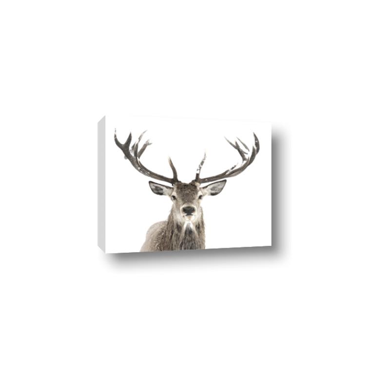 Picture of Deer Antler _GroupedProduct_Rectangle_Landscape_Photography _GroupedProduct_Rectangle_Landscape_Canvas_
