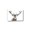 Picture of Deer Antler _GroupedProduct_Rectangle_Landscape_Photography _GroupedProduct_Rectangle_Landscape_Canvas_