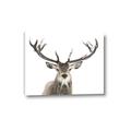 Picture of Deer Antler _GroupedProduct_Rectangle_Landscape_Photography _GroupedProduct_Rectangle_Landscape_Canvas_