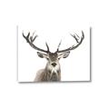 Picture of Deer Antler _GroupedProduct_Rectangle_Landscape_Photography _GroupedProduct_Rectangle_Landscape_Canvas_