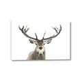 Picture of Deer Antler _GroupedProduct_Rectangle_Landscape_Photography _GroupedProduct_Rectangle_Landscape_Canvas_