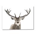 Picture of Deer Antler _GroupedProduct_Rectangle_Landscape_Photography _GroupedProduct_Rectangle_Landscape_Canvas_