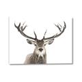 Picture of Deer Antler _GroupedProduct_Rectangle_Landscape_Photography _GroupedProduct_Rectangle_Landscape_Canvas_