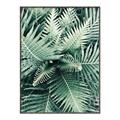 Picture of Green Ferns _GroupedProduct_Rectangle_Portrait_Photography _GroupedProduct_Rectangle_Portrait_Canvas_Framed_