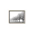 Picture of Lined Up Trees _GroupedProduct_Rectangle_Landscape_Photography _GroupedProduct_Rectangle_Landscape_Canvas_Framed_