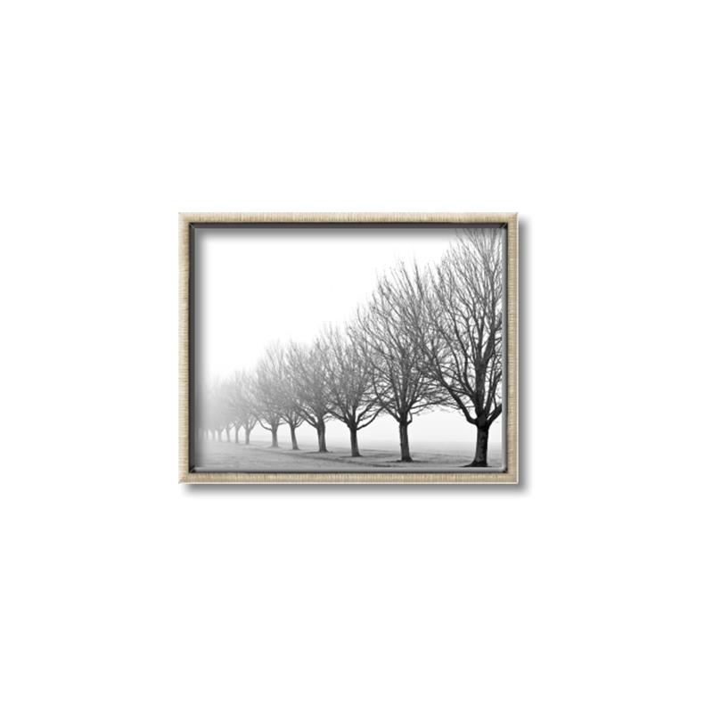 Picture of Lined Up Trees _GroupedProduct_Rectangle_Landscape_Photography _GroupedProduct_Rectangle_Landscape_Canvas_Framed_