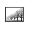 Picture of Lined Up Trees _GroupedProduct_Rectangle_Landscape_Photography _GroupedProduct_Rectangle_Landscape_Canvas_Framed_