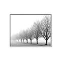 Picture of Lined Up Trees _GroupedProduct_Rectangle_Landscape_Photography _GroupedProduct_Rectangle_Landscape_Canvas_Framed_