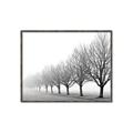 Picture of Lined Up Trees _GroupedProduct_Rectangle_Landscape_Photography _GroupedProduct_Rectangle_Landscape_Canvas_Framed_