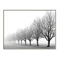 Picture of Lined Up Trees _GroupedProduct_Rectangle_Landscape_Photography _GroupedProduct_Rectangle_Landscape_Canvas_Framed_