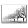Picture of Lined Up Trees _GroupedProduct_Rectangle_Landscape_Photography _GroupedProduct_Rectangle_Landscape_Canvas_Framed_