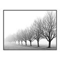 Picture of Lined Up Trees _GroupedProduct_Rectangle_Landscape_Photography _GroupedProduct_Rectangle_Landscape_Canvas_Framed_