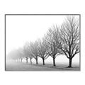 Picture of Lined Up Trees _GroupedProduct_Rectangle_Landscape_Photography _GroupedProduct_Rectangle_Landscape_Canvas_Framed_
