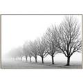 Picture of Lined Up Trees _GroupedProduct_Rectangle_Landscape_Photography _GroupedProduct_Rectangle_Landscape_Canvas_Framed_