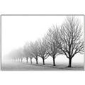 Picture of Lined Up Trees _GroupedProduct_Rectangle_Landscape_Photography _GroupedProduct_Rectangle_Landscape_Canvas_Framed_