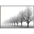 Picture of Lined Up Trees _GroupedProduct_Rectangle_Landscape_Photography _GroupedProduct_Rectangle_Landscape_Canvas_Framed_