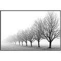 Picture of Lined Up Trees _GroupedProduct_Rectangle_Landscape_Photography _GroupedProduct_Rectangle_Landscape_Canvas_Framed_