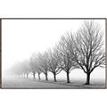 Picture of Lined Up Trees _GroupedProduct_Rectangle_Landscape_Photography _GroupedProduct_Rectangle_Landscape_Canvas_Framed_