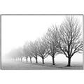 Picture of Lined Up Trees _GroupedProduct_Rectangle_Landscape_Photography _GroupedProduct_Rectangle_Landscape_Canvas_Framed_