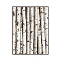 Picture of Birch Logs _GroupedProduct_Rectangle_Portrait_Photography _GroupedProduct_Rectangle_Portrait_Canvas_Framed_