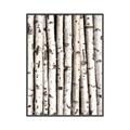Picture of Birch Logs _GroupedProduct_Rectangle_Portrait_Photography _GroupedProduct_Rectangle_Portrait_Canvas_Framed_
