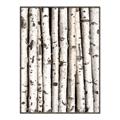 Picture of Birch Logs _GroupedProduct_Rectangle_Portrait_Photography _GroupedProduct_Rectangle_Portrait_Canvas_Framed_