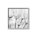 Picture of B&W Flowers end _GroupedProduct_Square_Photography _GroupedProduct_Square_Canvas_Framed_