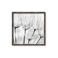 Picture of B&W Flowers end _GroupedProduct_Square_Photography _GroupedProduct_Square_Canvas_Framed_