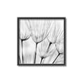 Picture of B&W Flowers end _GroupedProduct_Square_Photography _GroupedProduct_Square_Canvas_Framed_