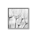 Picture of B&W Flowers end _GroupedProduct_Square_Photography _GroupedProduct_Square_Canvas_Framed_