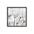 Picture of B&W Flowers end _GroupedProduct_Square_Photography _GroupedProduct_Square_Canvas_Framed_