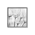 Picture of B&W Flowers end _GroupedProduct_Square_Photography _GroupedProduct_Square_Canvas_Framed_