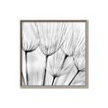 Picture of B&W Flowers end _GroupedProduct_Square_Photography _GroupedProduct_Square_Canvas_Framed_