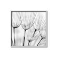 Picture of B&W Flowers end _GroupedProduct_Square_Photography _GroupedProduct_Square_Canvas_Framed_