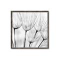 Picture of B&W Flowers end _GroupedProduct_Square_Photography _GroupedProduct_Square_Canvas_Framed_