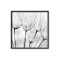 Picture of B&W Flowers end _GroupedProduct_Square_Photography _GroupedProduct_Square_Canvas_Framed_